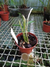 Dendrobium bigibbum var. usato  Spedire a Italy