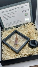 Veritable dent spinosaure d'occasion Veritable dent spinosaure d'occasion  Troyes