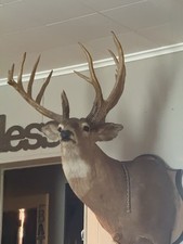 Point whitetail deer for sale  Portsmouth