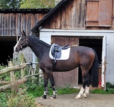 prestige top dressage gebraucht kaufen prestige top dressage gebraucht kaufen Bad Berleburg