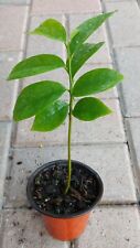 Annona muricata graviola for sale  USA