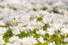 Winterharte krokusse tiefweiß gebraucht kaufen  Kaiserslautern
