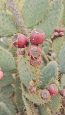 Cow tongue prickly for sale  Altadena