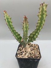 Euphorbia buruana variegata usato  Monterosso Almo