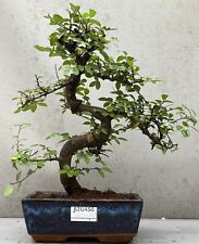 large bonsai for sale  LUTTERWORTH