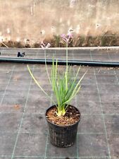 Tulbaghia pianta vaso usato  Terlizzi