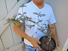 Operculicarya decaryi succulen for sale  Garden Grove