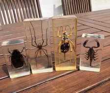 Insectes inclusion résine d'occasion  Saint-Privat-des-Vieux