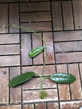 Hoya globulosa ableger gebraucht kaufen  Reinbek
