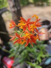 Epidendrum radicans reed for sale  Englewood