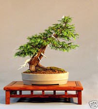 semi bonsai usato semi bonsai usato Napoli
