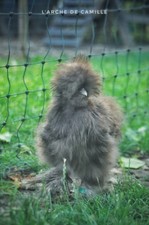 œufs fécondés silkie d'occasion  Ancy-le-Franc