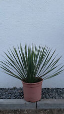 Yucca rostrata blaue gebraucht kaufen  Springe