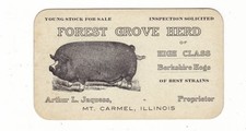 Berkshire hogs mt. for sale  Barry