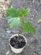tropical fruit trees for sale  Julian