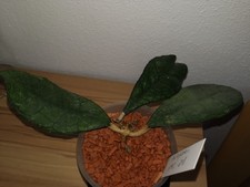 Hoya finlaysonii epc gebraucht kaufen  Neustadt a.d.Waldnaab