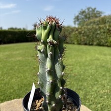 Cereus peruvianus crestata for sale  Shipping to Ireland