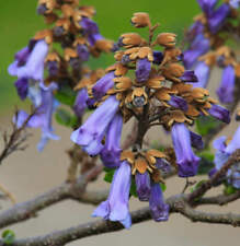 Paulownia tomentosa arbre d'occasion  Expédié en France