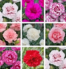 Hardy dianthus pinks for sale  LONDONDERRY