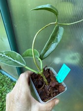house plants large for sale house plants large for sale Alpharetta