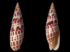Mitridae mitra mitra usato  Roma