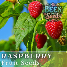 Zenith raspberry seeds for sale  Meridian