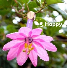 Banana passionfruit seeds for sale  DONCASTER