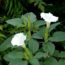 Datura meteloides evening for sale  LONDON