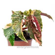 Begonia ginny galaxy for sale  Winter