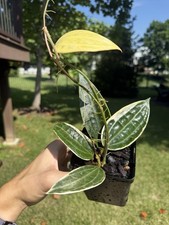 Hoya macrophylla variegated for sale  Ballwin