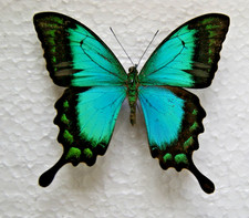 Papilio lorquinianus albertsi for sale  LIVERPOOL
