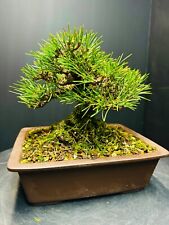 Beautiful shohin japanese for sale  Winter Haven