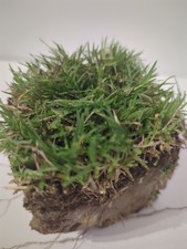 Bermudagrass st. augustine for sale  Desoto