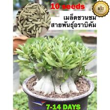 Seeds adenium arabicum d'occasion  Expédié en Belgium