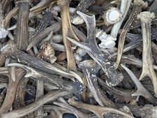 1kg rehgeweih gehörn gebraucht kaufen  Langenberg