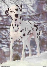 Animaux chiens dalmatien d'occasion  Fruges