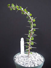 Alluaudia humbertii madagascar for sale  Miami