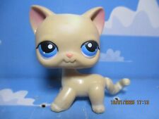 Petshop chat europeen d'occasion  Bailleul