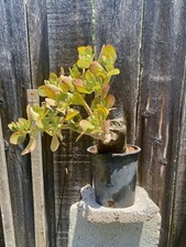 Large trunk jade for sale  Tujunga