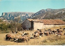 Animaux moutons provence d'occasion  Fruges