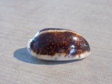 Coquillage new cypraea d'occasion  Saint-Juéry
