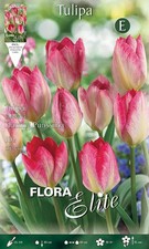 Bulbi autunnali tulipano usato  Torre Canavese