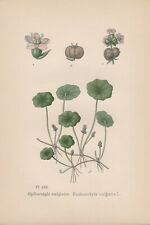 Wassernabel chromo lithographi d'occasion  Expédié en France