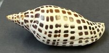 Scaphella junonia 135.1mm for sale  Niceville