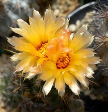 Coryphantha semi usato  Napoli