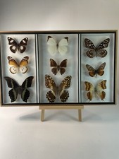 Ancien cadre papillons d'occasion  Nancy-