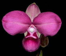 große orchideen gebraucht kaufen große orchideen gebraucht kaufen Seligenstadt