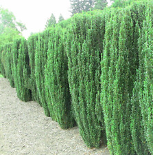 Sky pencil holly for sale  Mcminnville