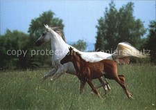 Pferde asil araber gebraucht kaufen Pferde asil araber gebraucht kaufen  Deutschland