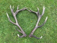 red deer antlers for sale red deer antlers for sale SOUTH MOLTON